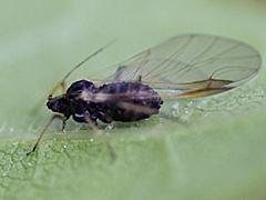 Aphid